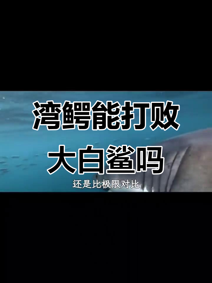湾鳄与大白鲨谁更强?体型差距太大,实力悬殊