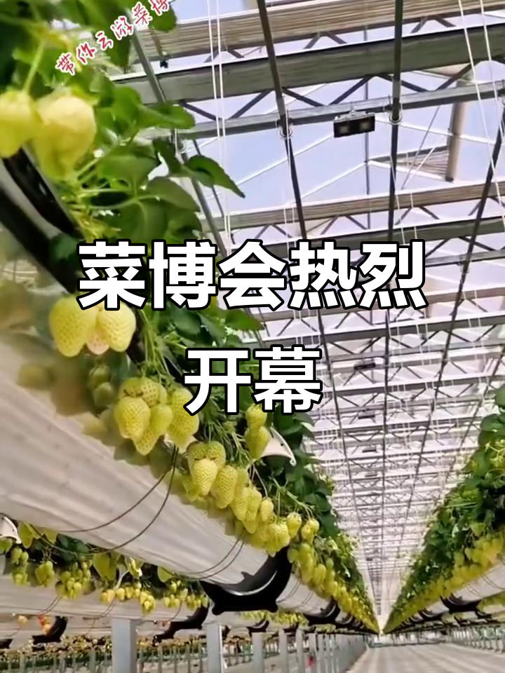 2022年4月20日第二十三届寿光蔬菜科技博览会盛大开幕