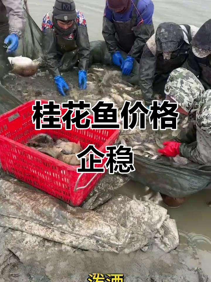 桂花鱼价格稳定,水霉病防控关键