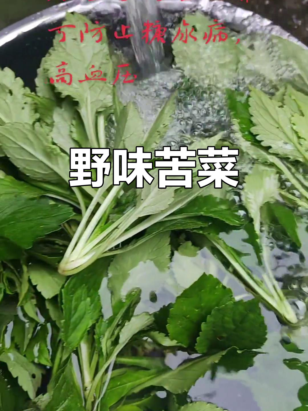 野生苦菜，香气扑鼻，汤汁浓郁，绝对让你回味无穷！