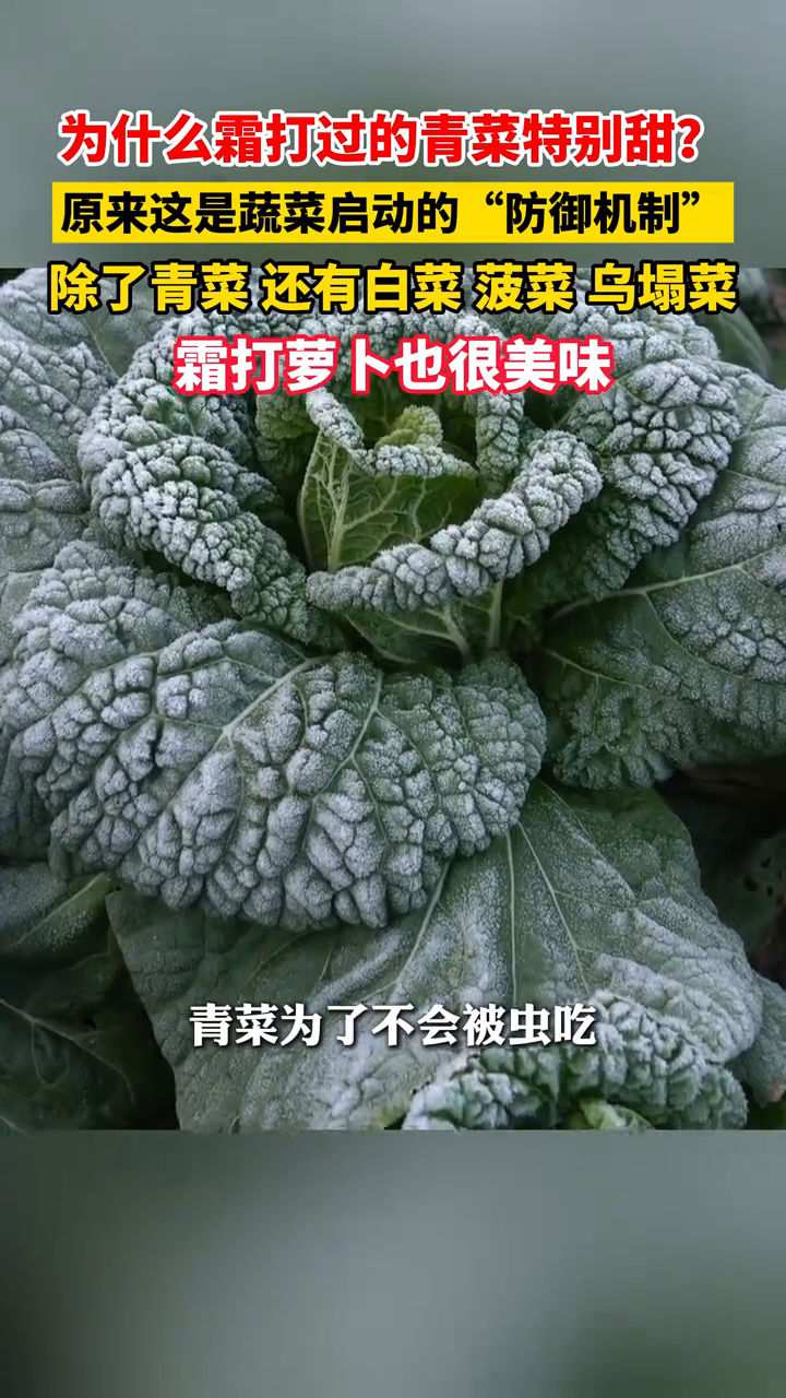 为什么霜打过的青菜特别甜？原来这是蔬菜启动的“防御机制”