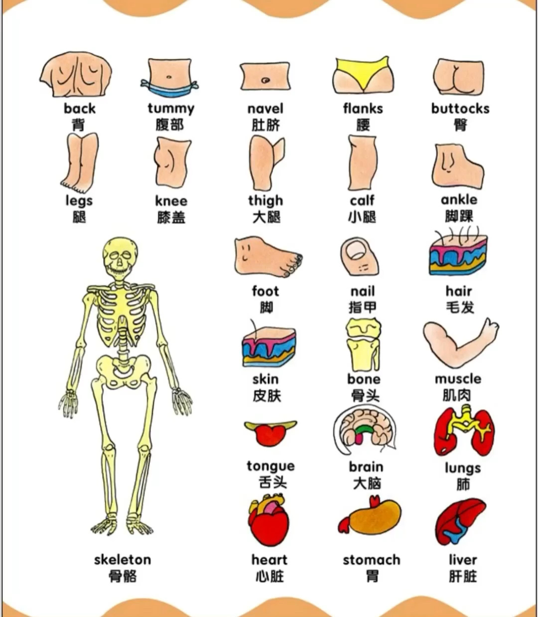 人体各部位的英文单词2