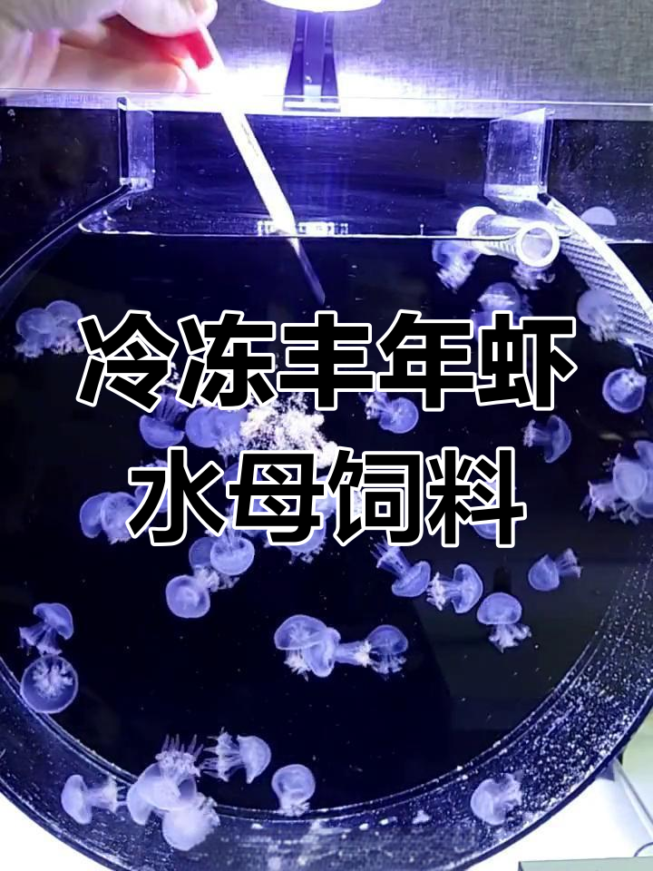 水母喂食全攻略:丰年虾幼虫解冻后投喂