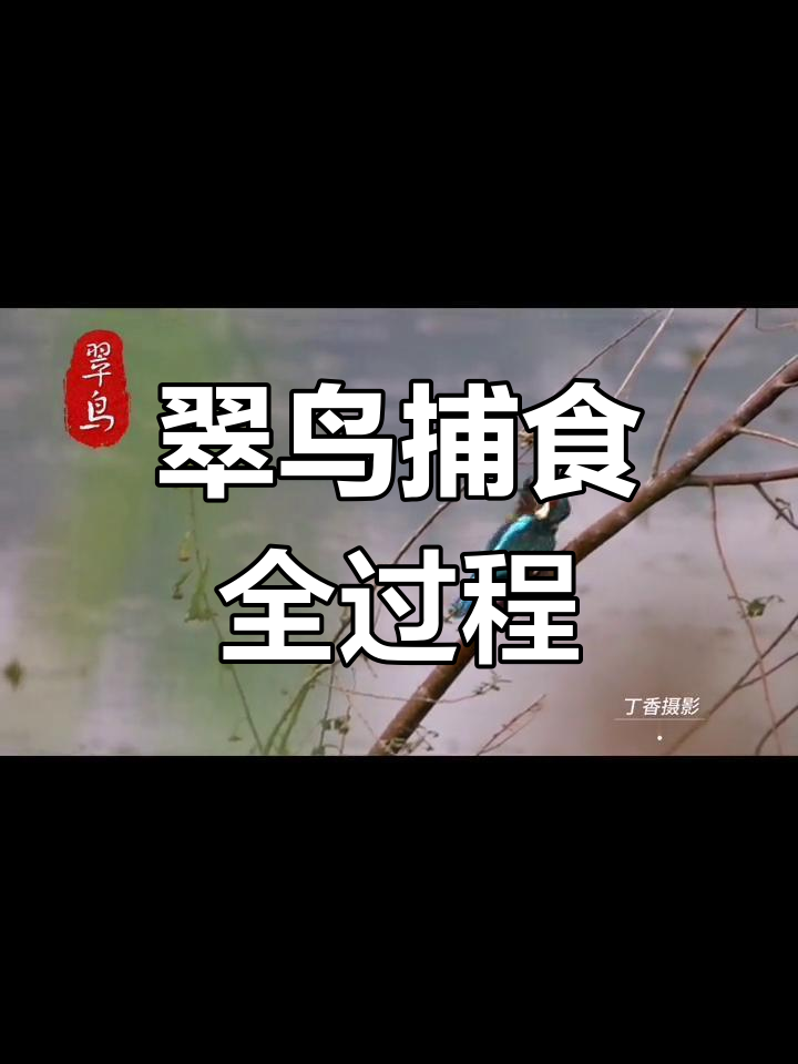 翠鸟捕鱼,聪明进食,小鲫鱼成了它的美味午餐