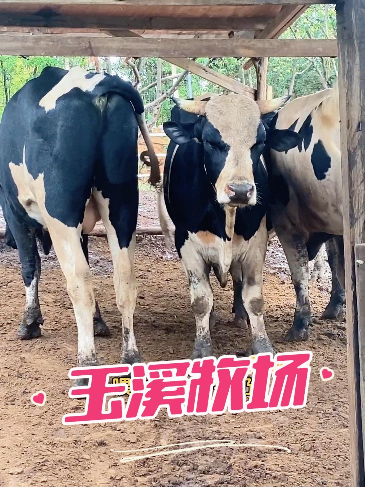 玉溪小众遛娃地 可以挤牛奶,做奶茶,做乳扇,乳饼,感觉学会了可以自己出去开店了 我最喜欢这