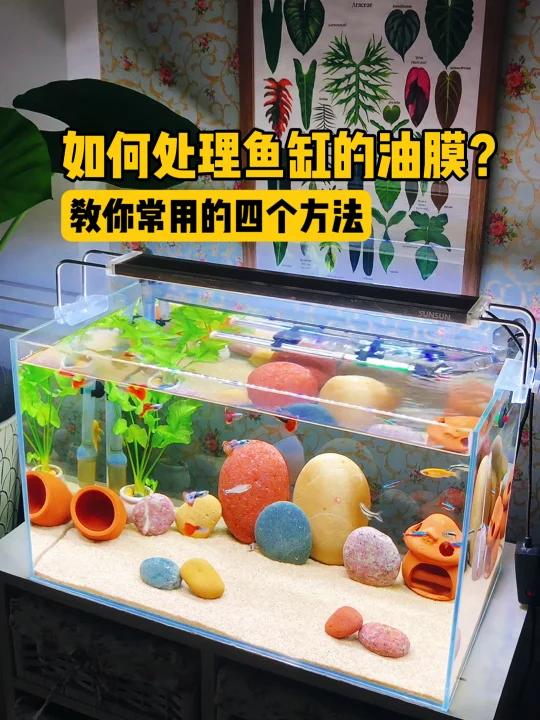 如何处理鱼缸油膜这是常用的四个方法