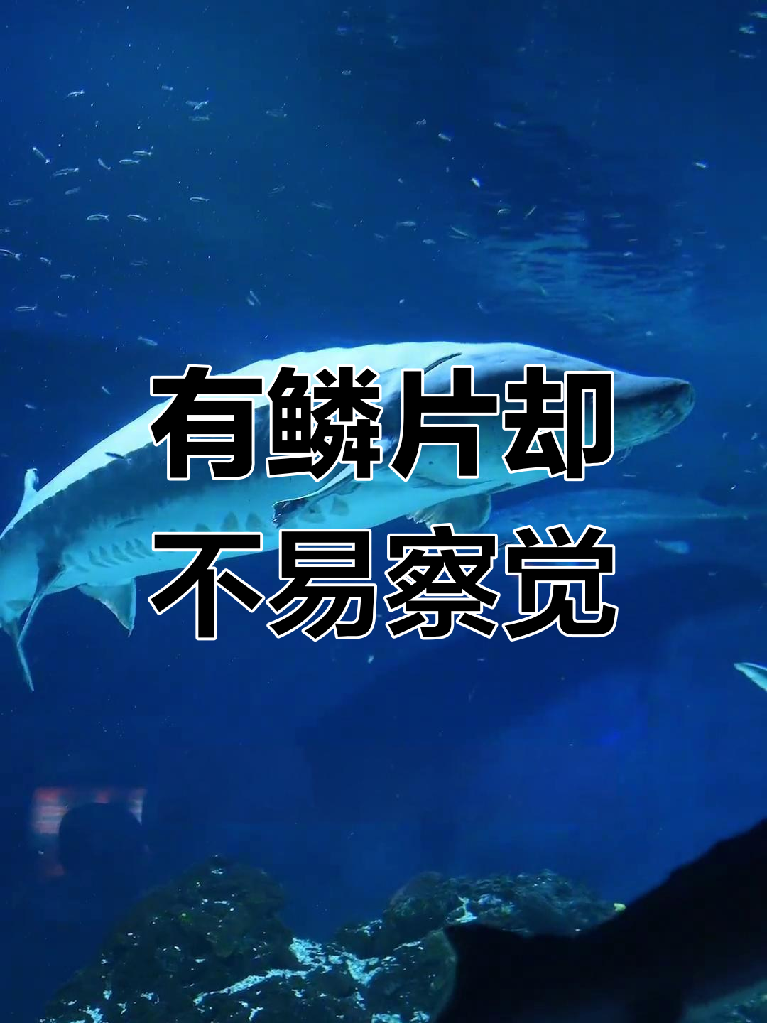 中华鲟与鲨鱼鳞片的秘密