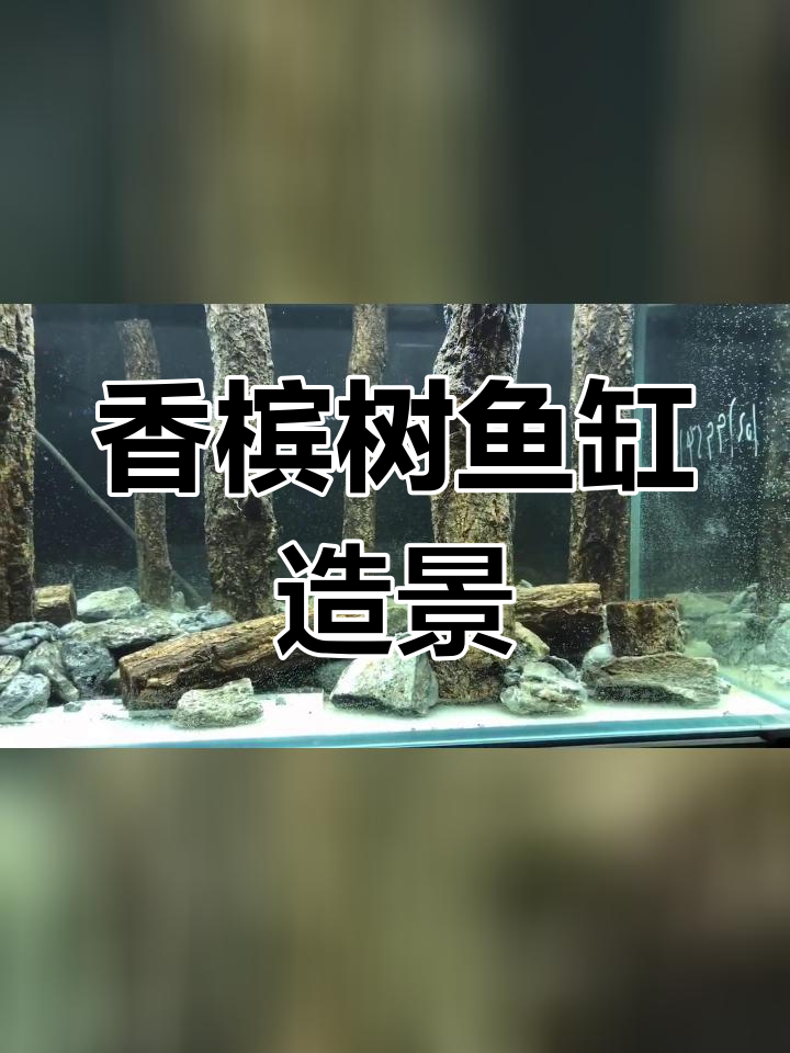 1.2米香槟树鱼缸造景初探