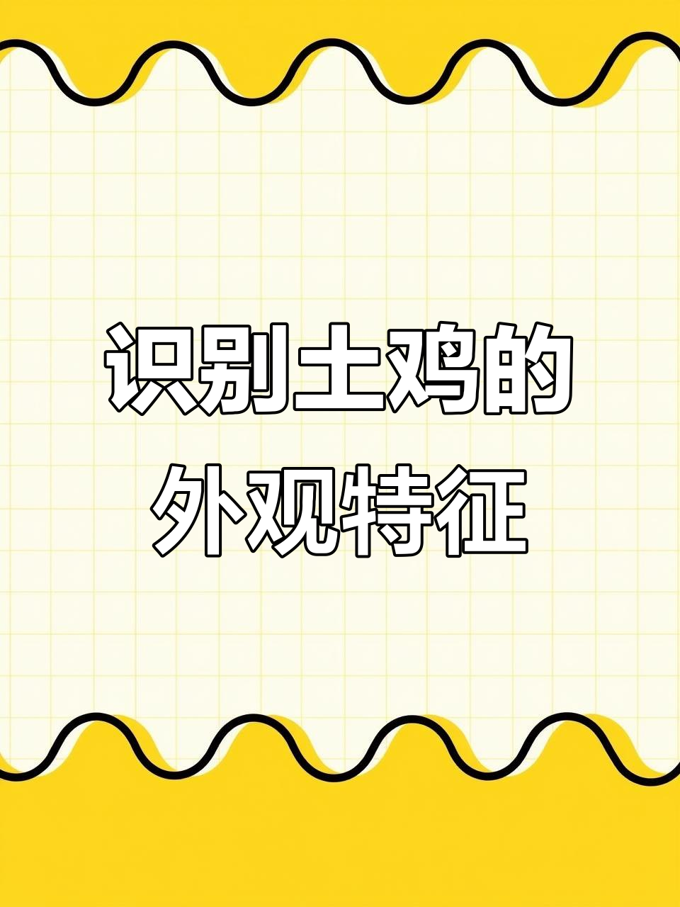 如何从外观辨别土鸡品种,了解湖南灰鸡的特点