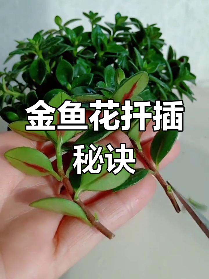 金鱼花扦插轻松成活,根系强健自然生长!