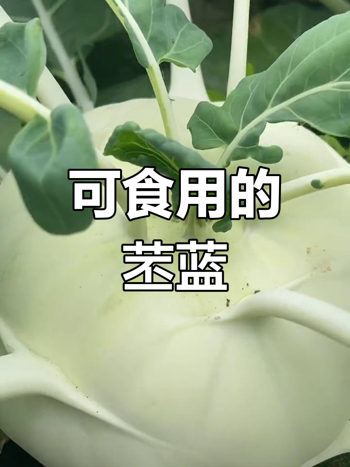 紫色青色苤蓝,根茎可食用