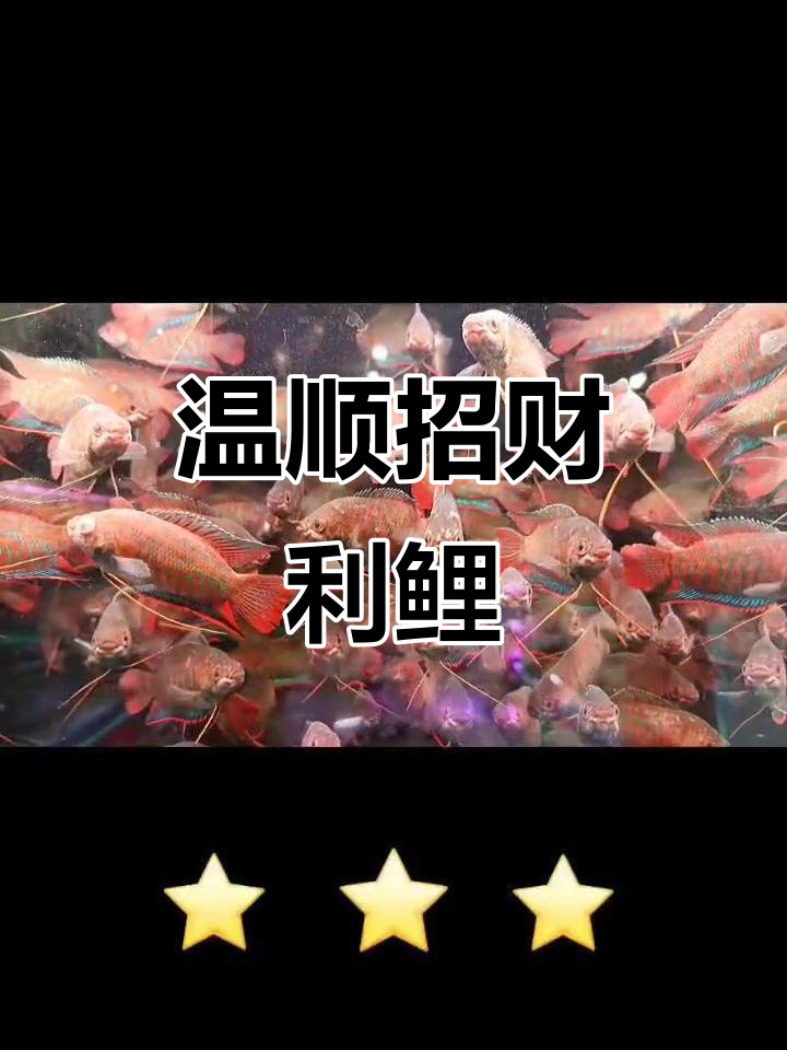 温和招财利鲤鱼,热带淡水中的美丽使者