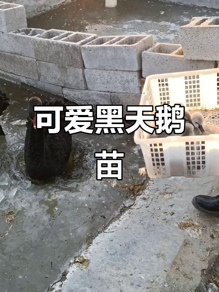 黑天鹅苗的成长之路,萌态十足