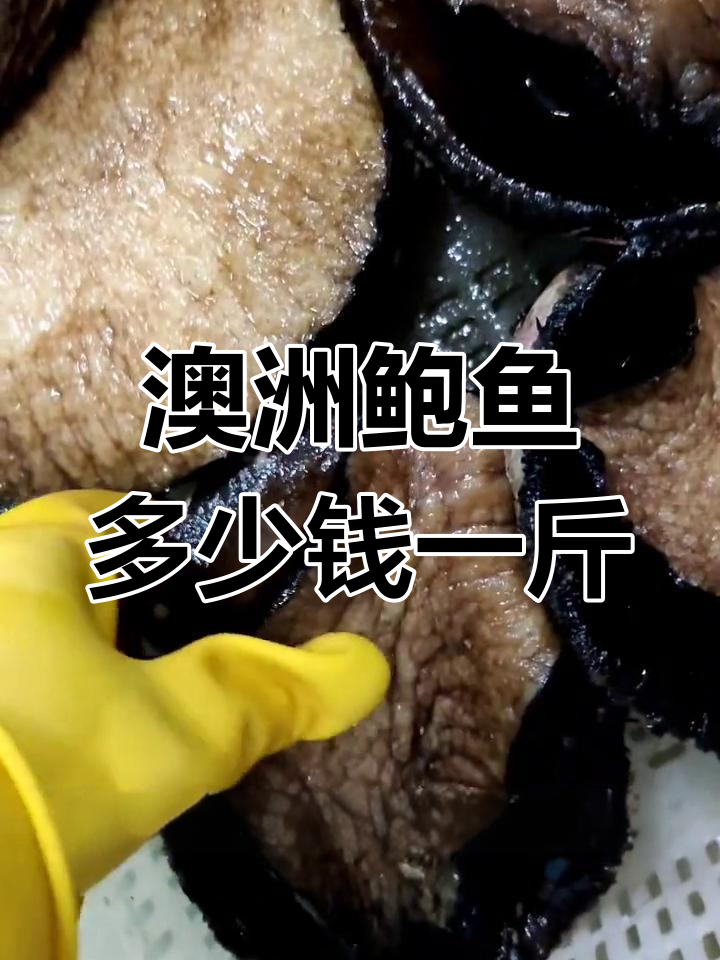 澳洲鲍鱼价格揭秘,酒店与批发差异大