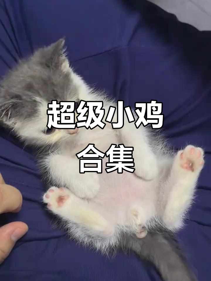小鸡萌宠大集合,超可爱!