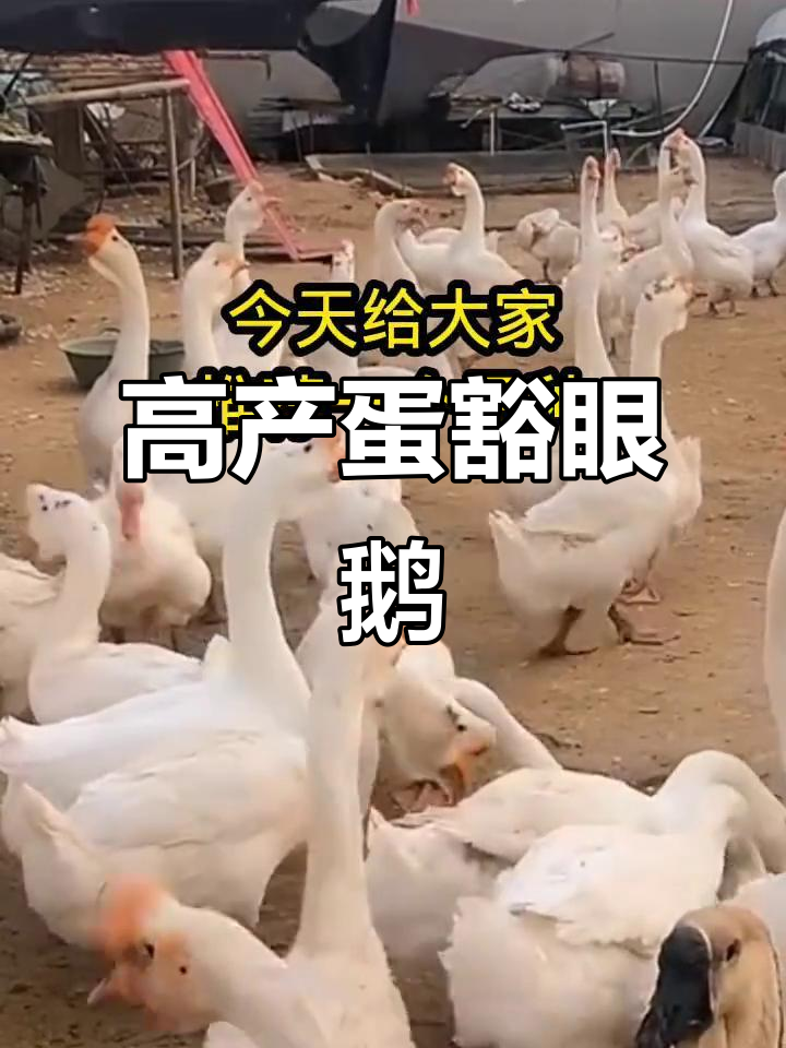 豁眼鹅:高产蛋品种,适合家庭养殖