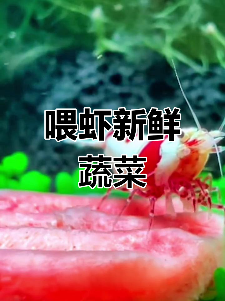 观赏虾也能吃蔬菜,营养更均衡