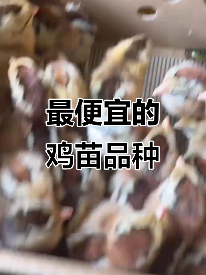 哪种鸡苗最便宜又好?黑窑鸡苗值得选吗