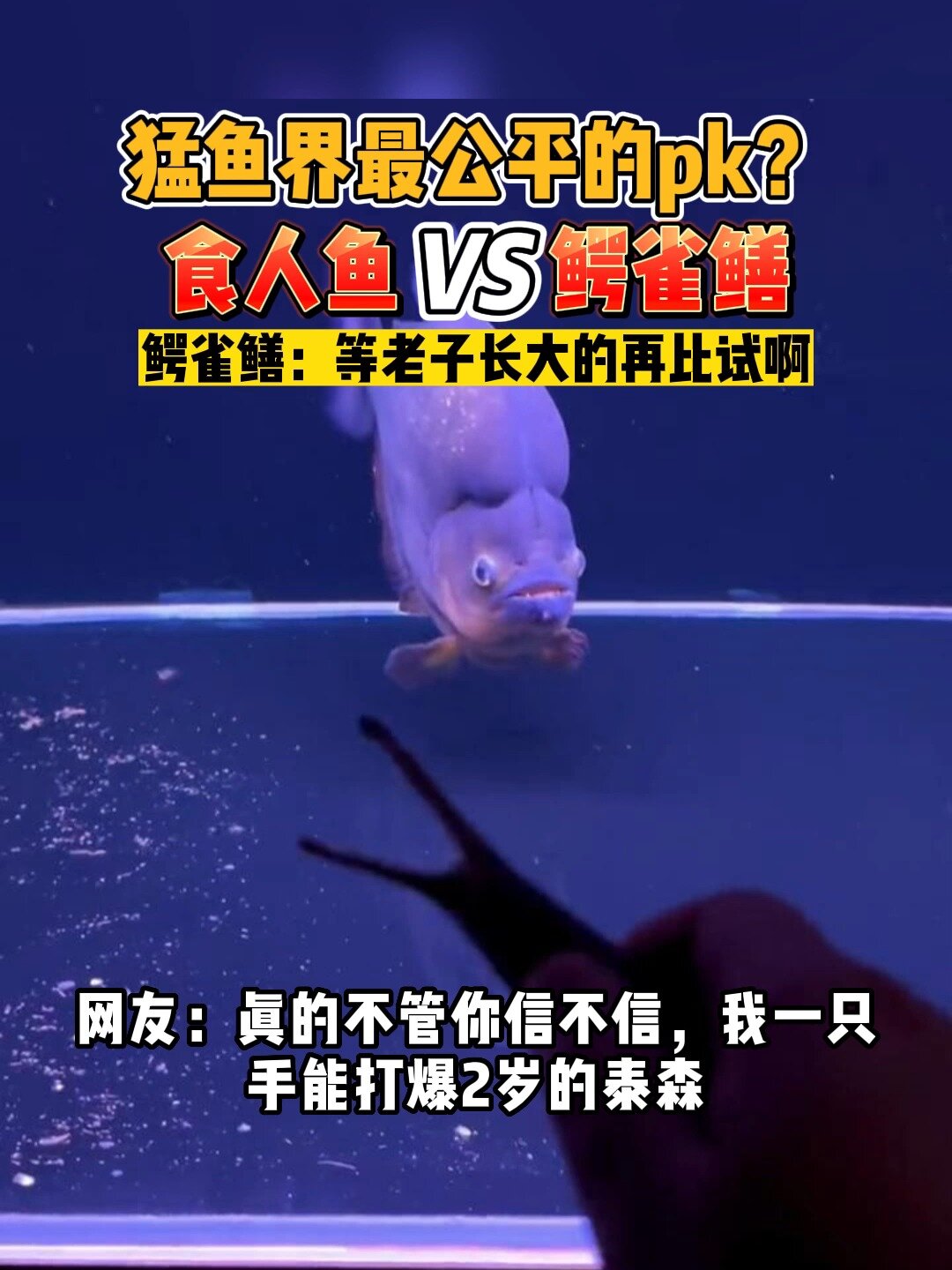 猛鱼界最公平的PK,食人鱼VS鳄雀鳝