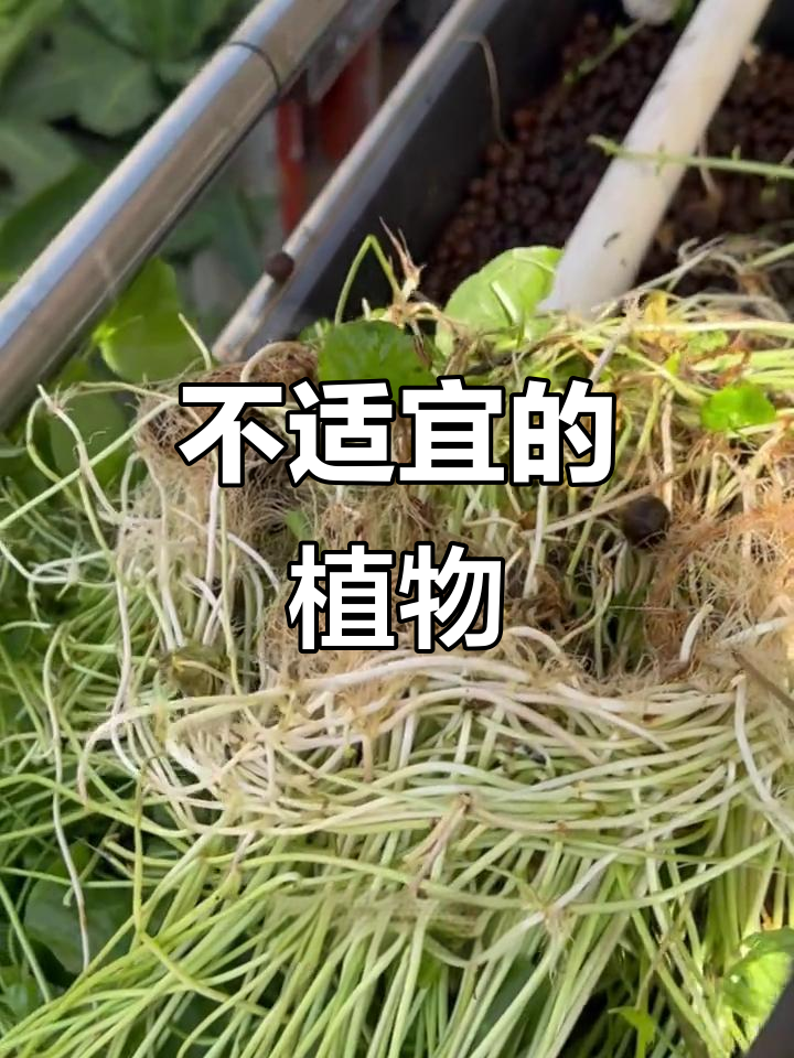 阳台鱼池过滤系统,这些植物不宜种植