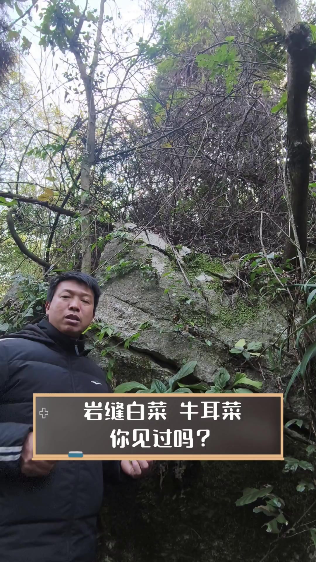 岩缝白菜,牛耳菜,你见过吗?