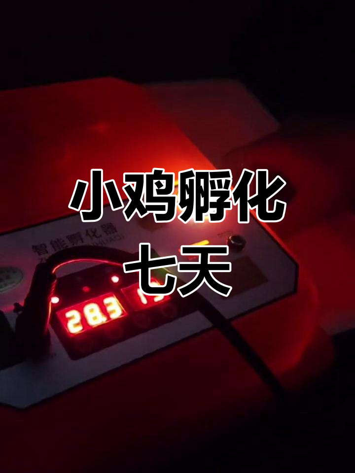 孵化小鸡第七天照蛋,成功率高,两周后即将出壳