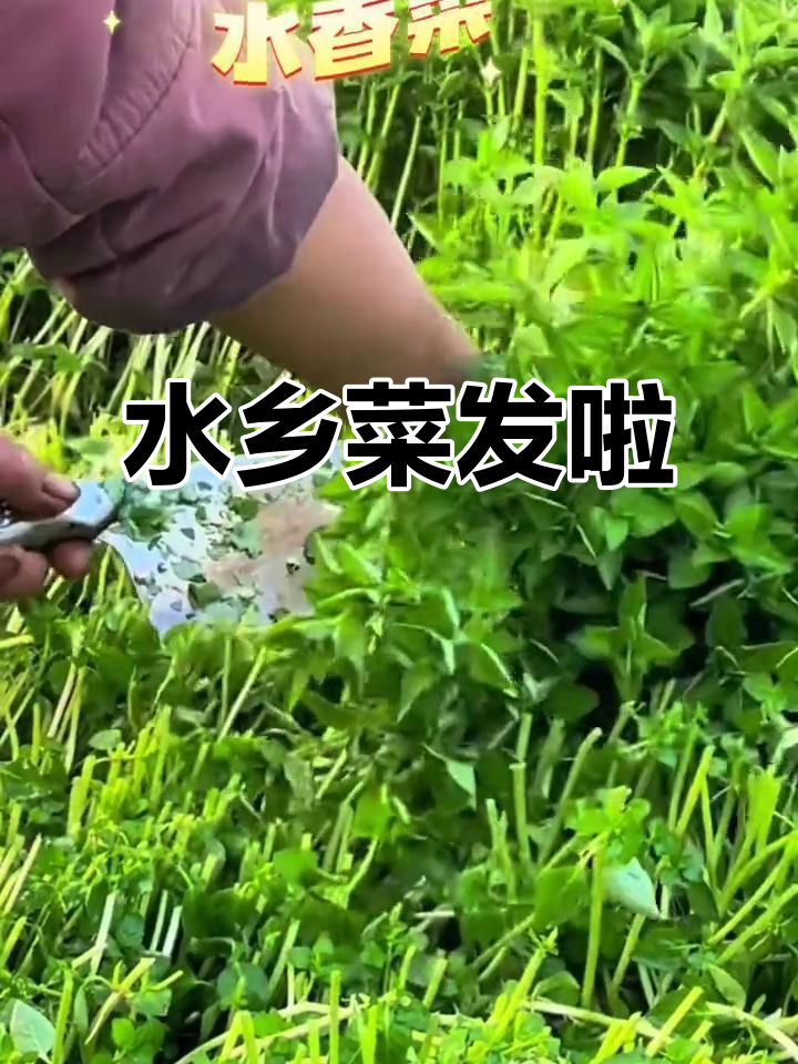 云南水香菜新鲜上市,煮鱼最香!