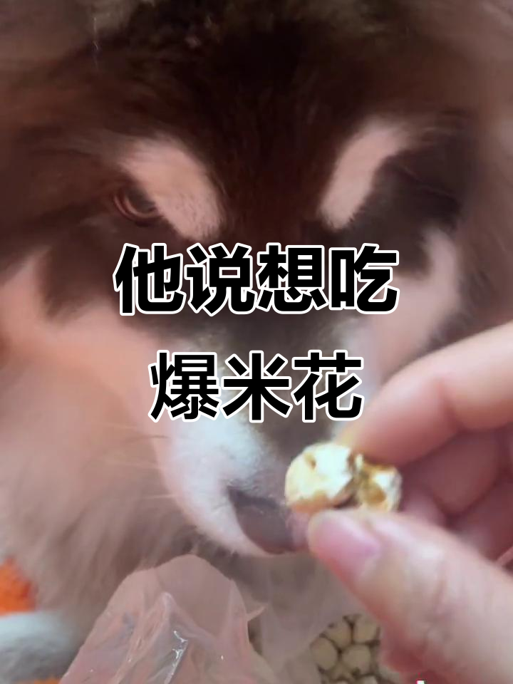 他直接告诉我他想吃爆米花,太可爱了!