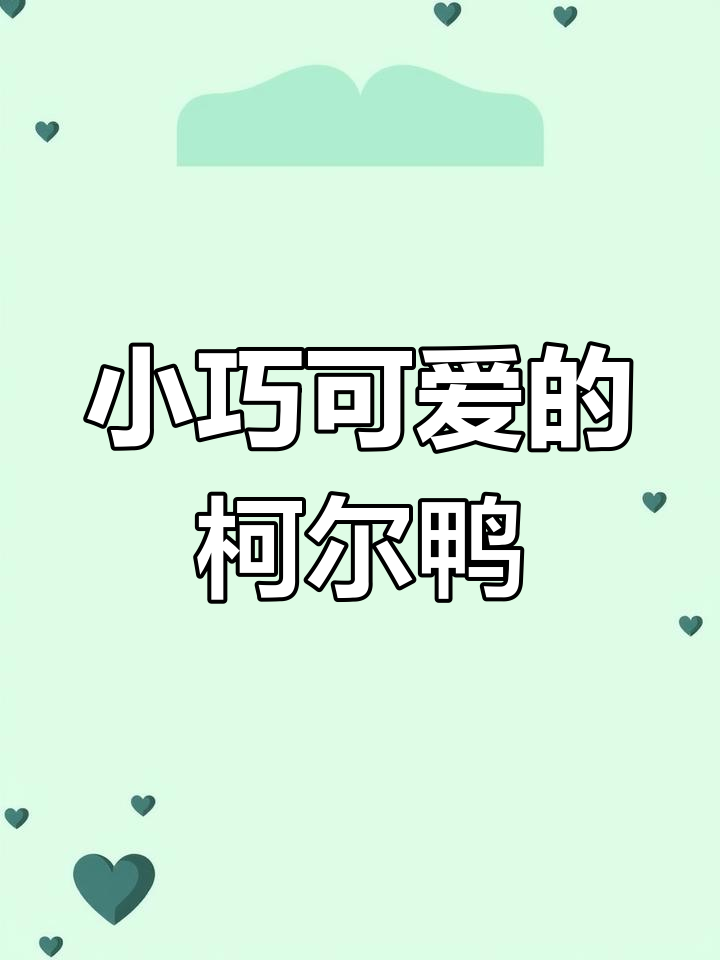 柯尔鸭：迷你飞行员，爱笑又可爱