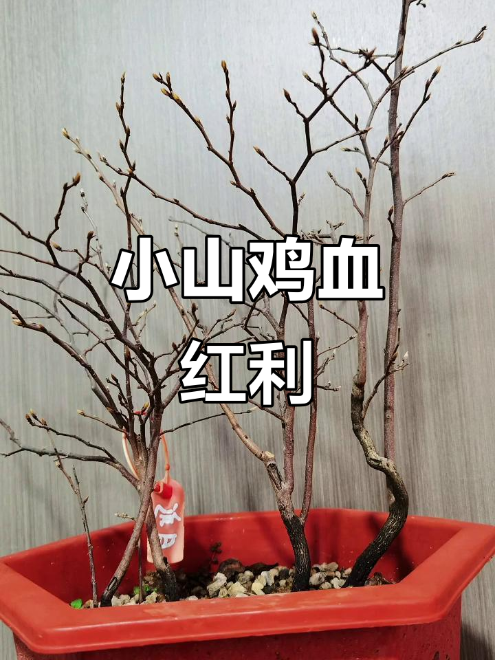 小山鸡血红金弹子:独特盆景素材,老鸦柿魅力尽显