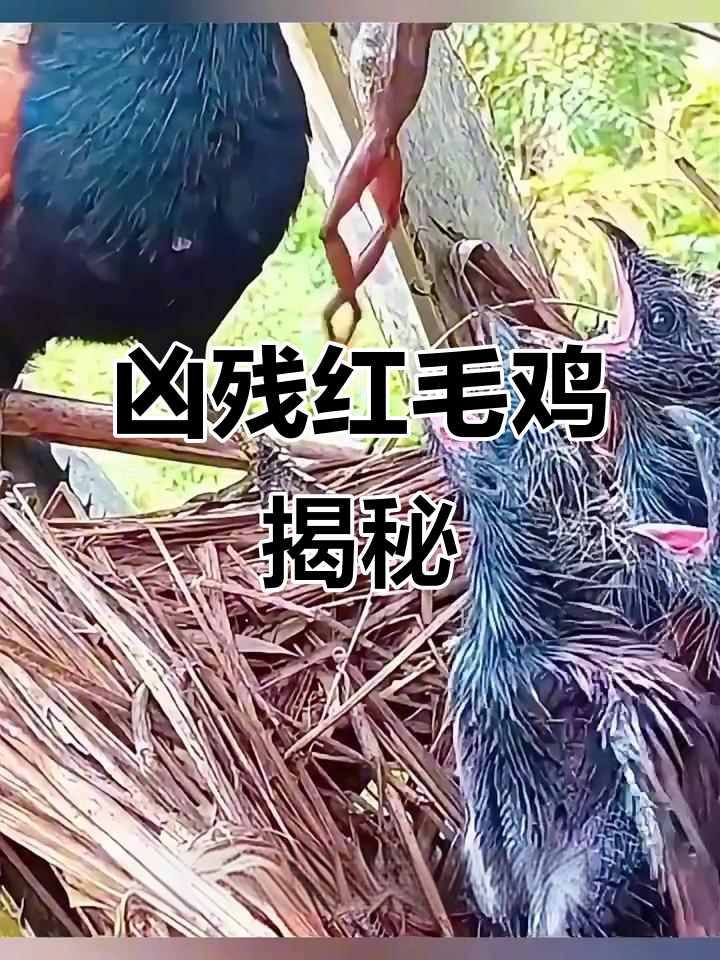 红毛鸡捕食幼崽,竟是“另类”鸟类!