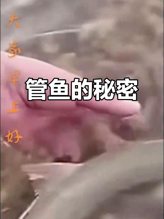 揭秘珍稀管鱼:长条形美味,了解一下