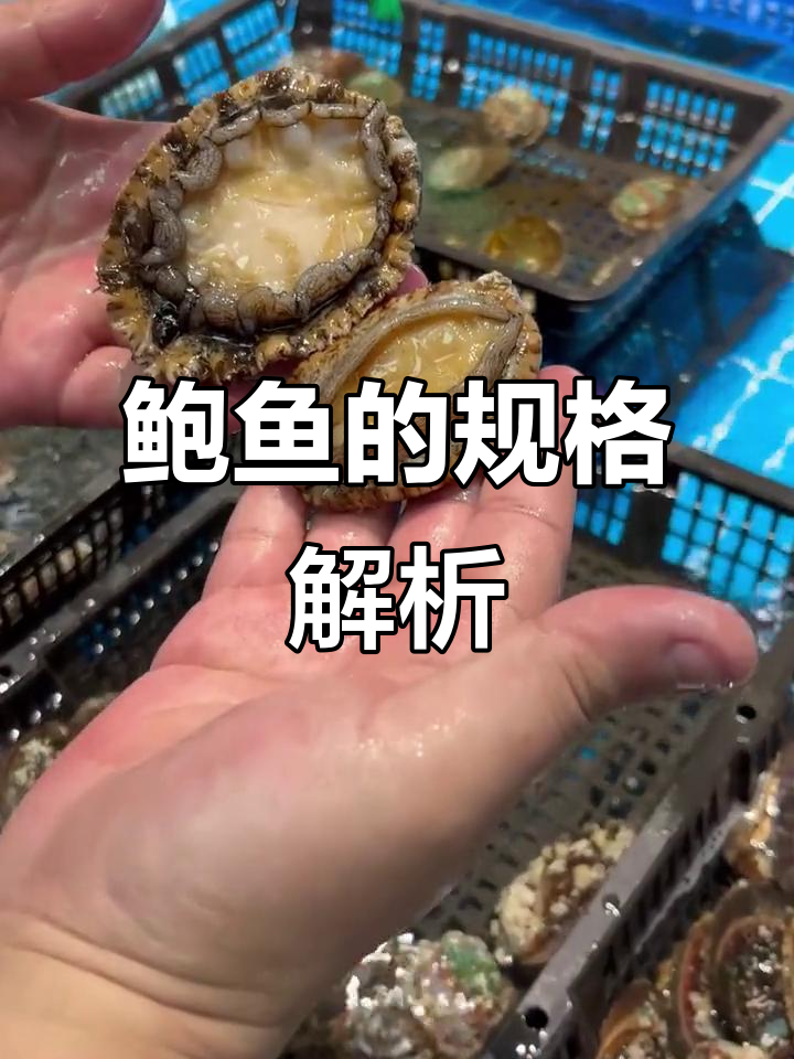 鲍鱼“头”数到底是什么意思?10头和5头的区别大揭秘