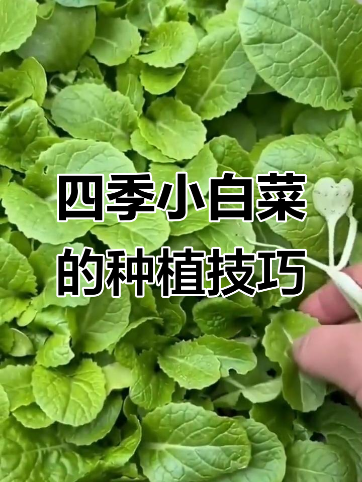 四季小白菜,耐寒又耐热,阳台种植轻松上手