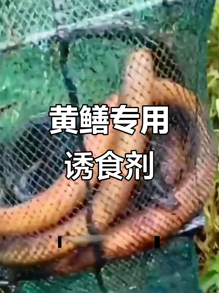 鳝鱼诱食剂一倒,黄鳝闻味自动上钩