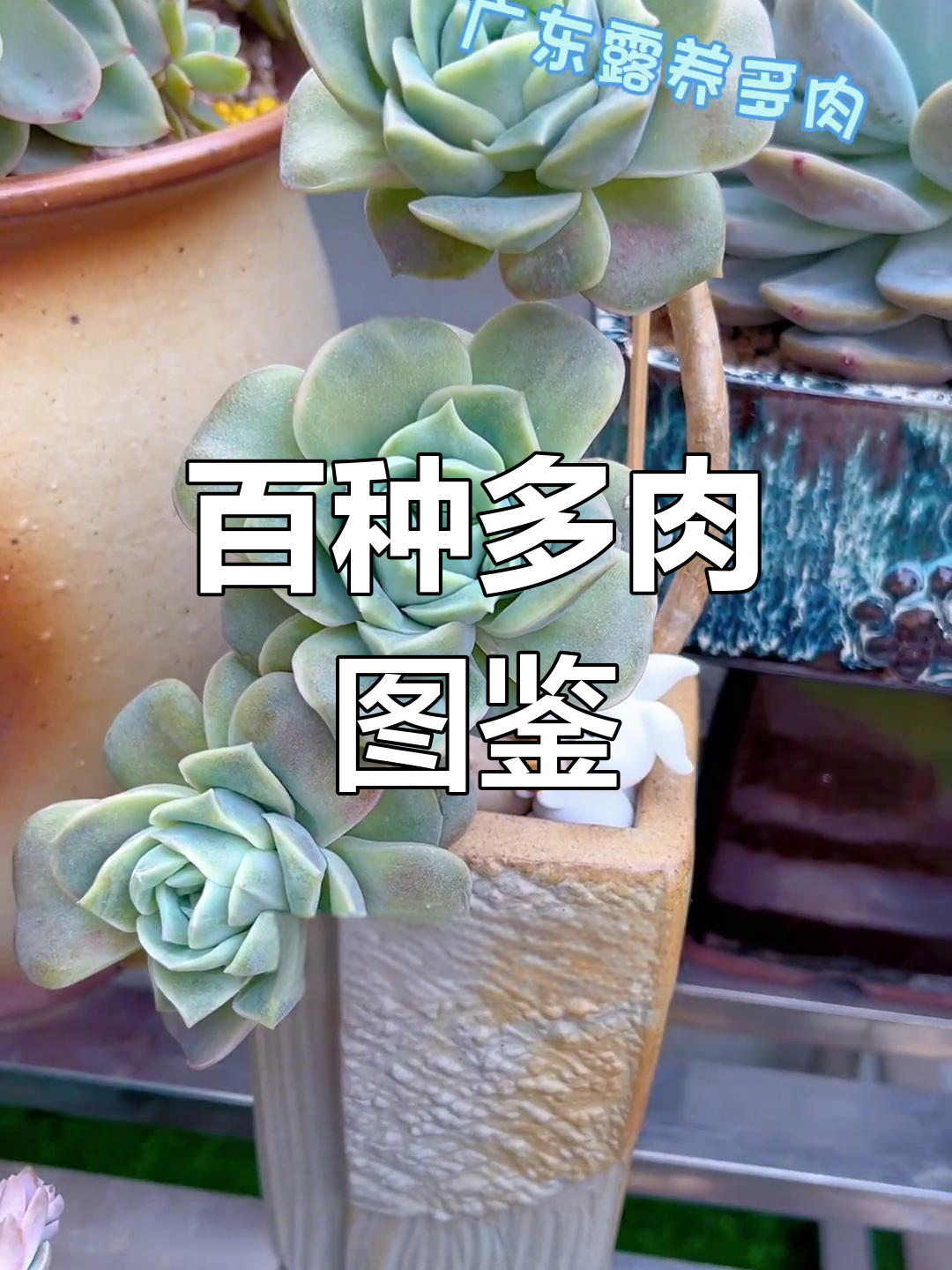 多肉植物100种品种图鉴(下)