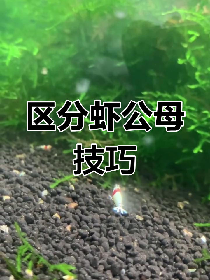 如何分辨小型观赏虾的公母