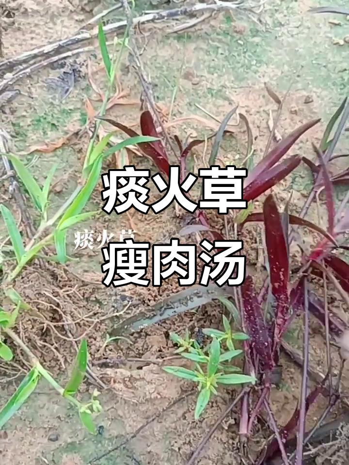 痰火草与草鞋根煮瘦肉，孩子爱喝的健康汤