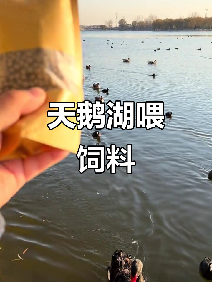 泰山天鹅湖喂食,萌态十足