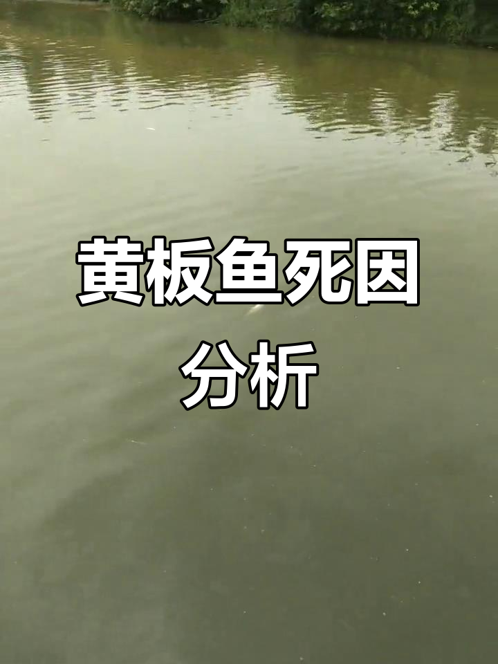 冬季钓鱼场管理失误,黄板鱼死亡事件反思