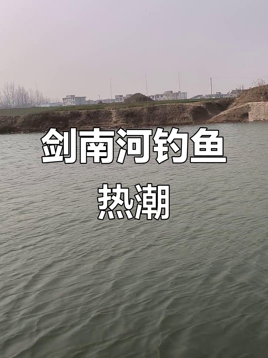 剑南河人气爆棚,鱼情超好!芦花钓法大揭秘