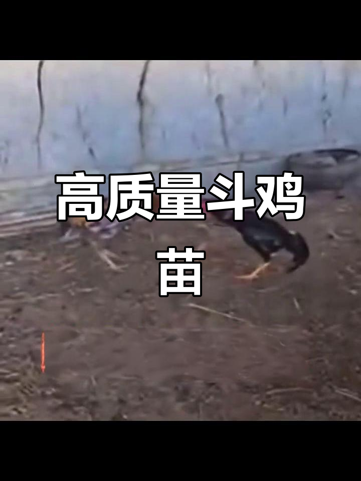 中国斗鸡王,高质量斗鸡苗助力热榜冲刺