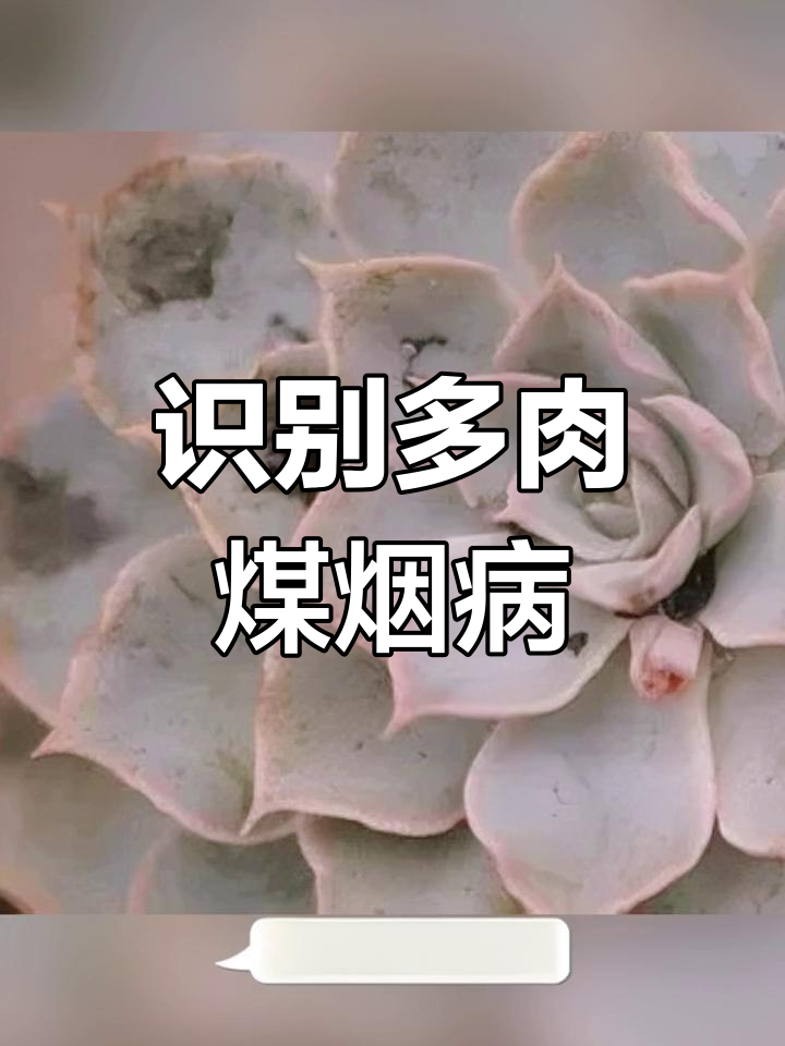 多肉煤烟病症状与防治