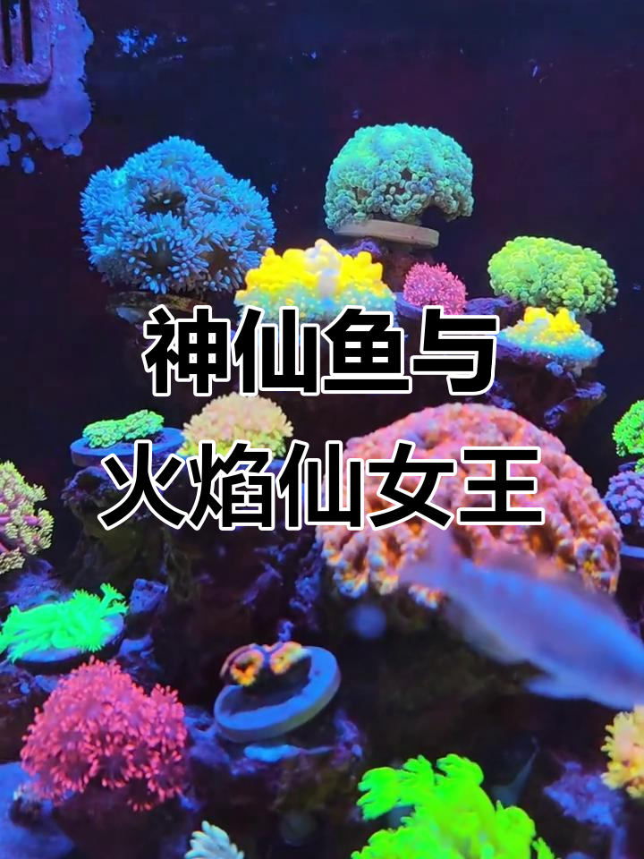 神仙鱼与火柴混养,奶嘴和小仙共舞花脑缸