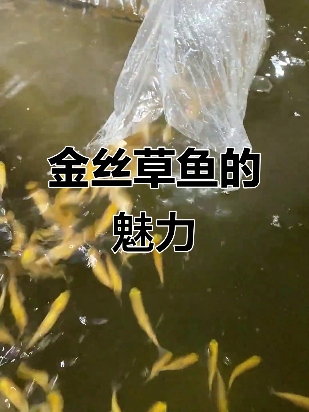 俄罗斯金草鱼:最大可达35公斤,肉质鲜美、色泽亮丽