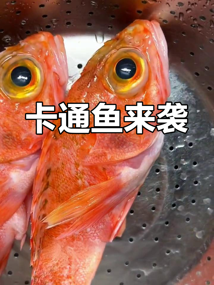 禁渔期海鲜稀少,这两条鱼造型奇特,像卡通一样可爱!