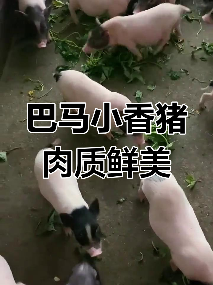 巴马香猪养殖:喂白菜萝卜,健康又美味