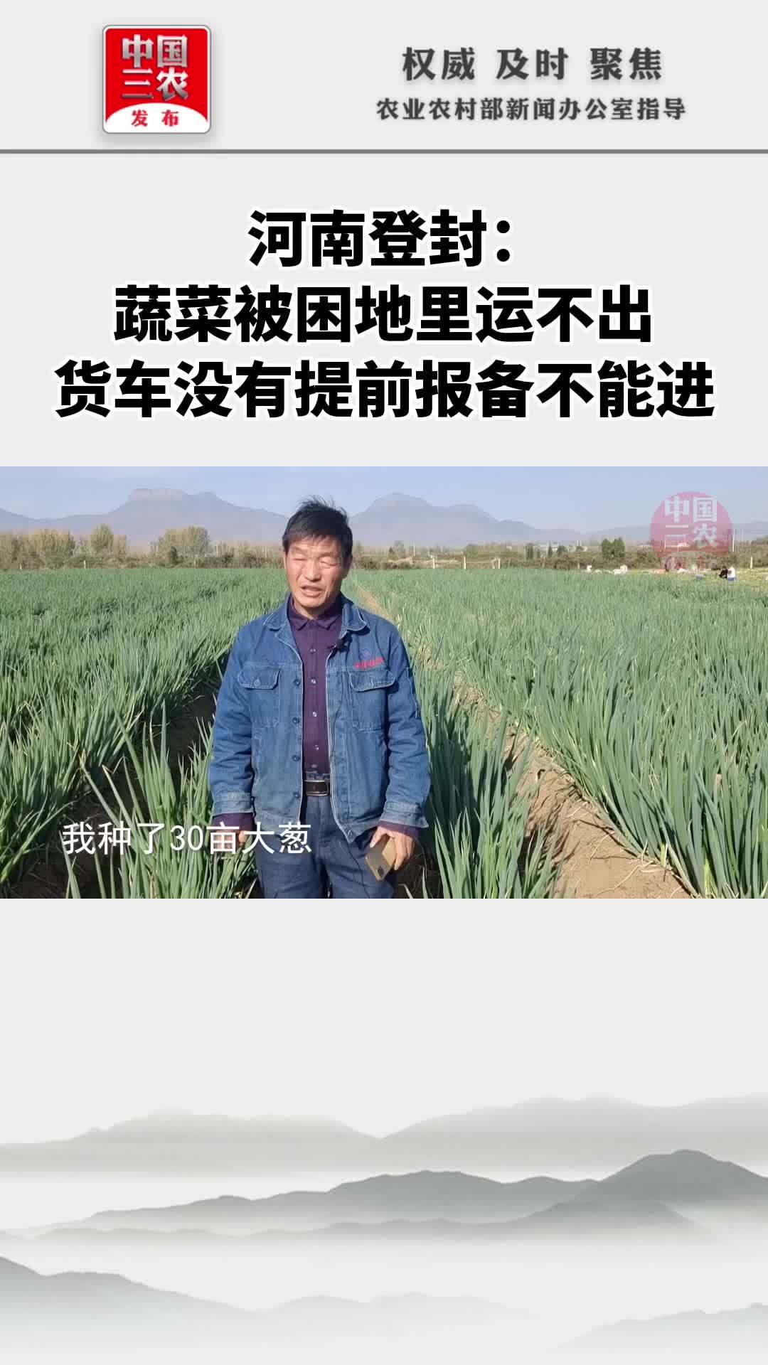 河南登封:蔬菜被困地里运不出,货车没有提前报备不能进 中国三农发布独家调查