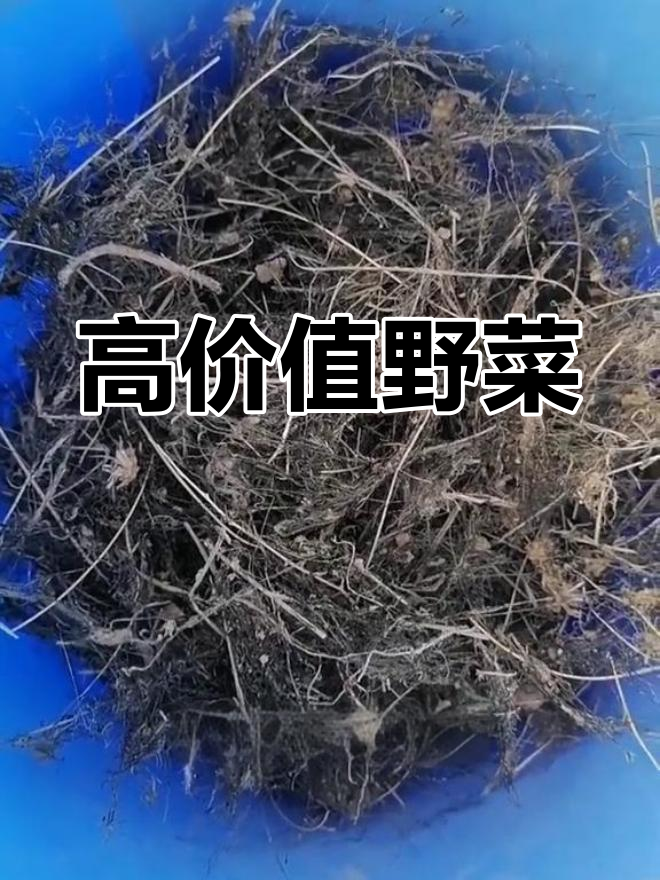 营养丰富的野菜,发菜的独特美味