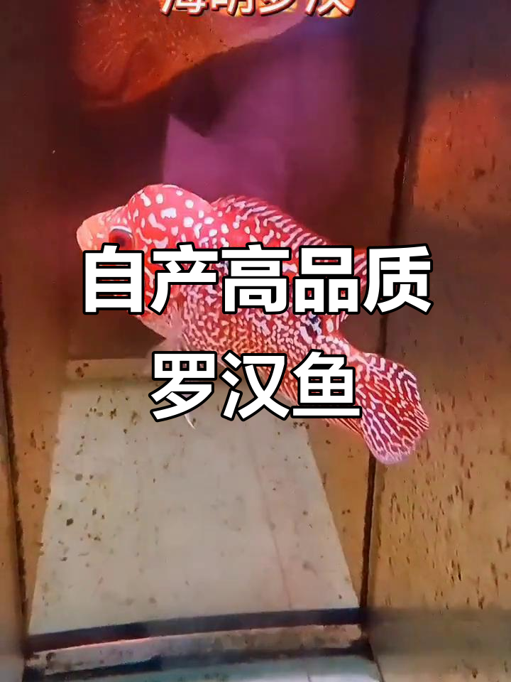 自家培育的罗汉鱼，油亮片三歧拉线完美呈现